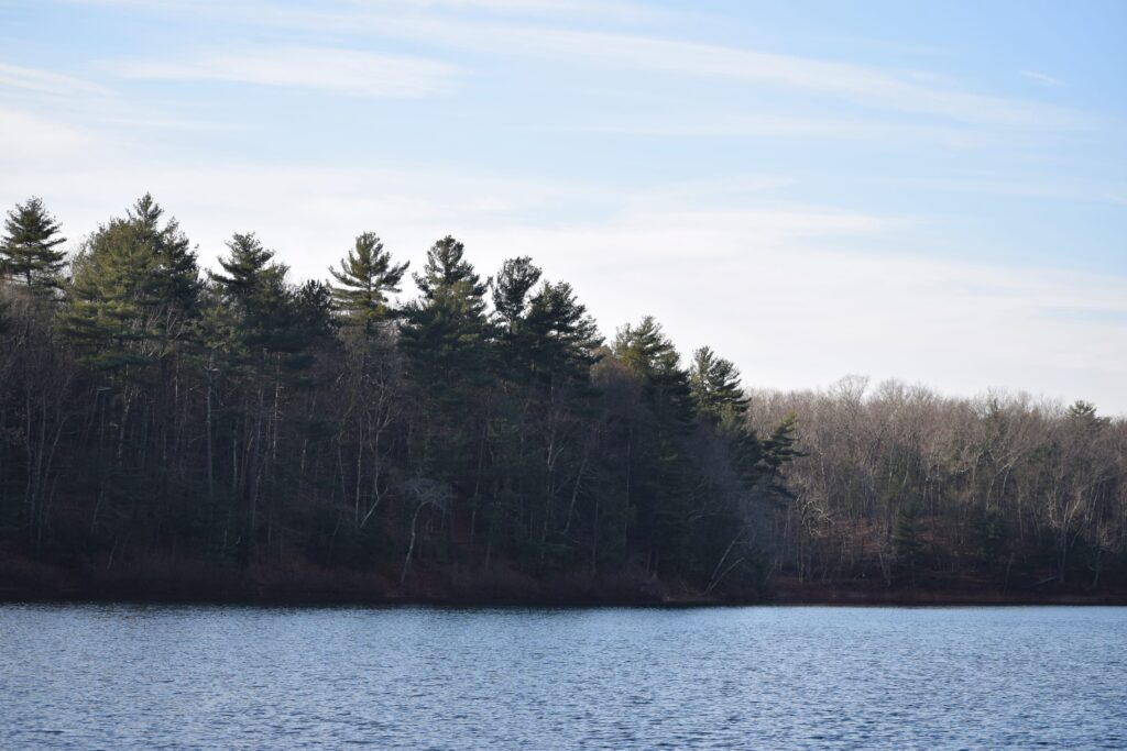 Faraway shot of pine and deciduous trees from across a pond