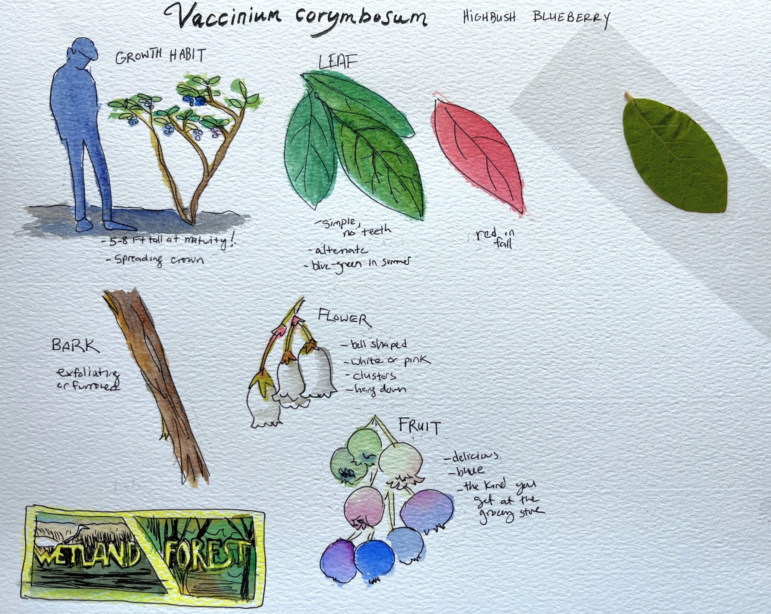 Vaccinium corymbosum, or Highbush Blueberry, guidebook page